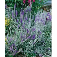 Pflanzen Für Dich Veronica spicata ssp.incana p 0,5