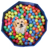 Bälle für Hunde Bällebad  250 stück á 6cm ideal für unseren Hundepool  Ball Hund