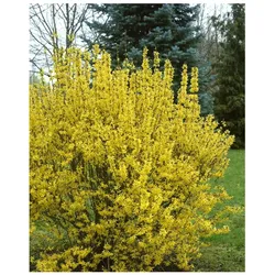 Forsythia intermedia 'Goldrausch', Forsythie, gelb, 80–100 cm