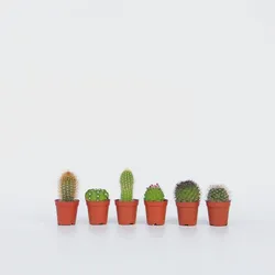 Plant in a Box - Mini Kakteen - 6 Stk - Cactus - Höhe 5-10cm - Topf 6cm