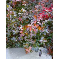 Pflanzen Für Dich Euonymus fortunei Coloratus Kriechspindel, ca. 9x9