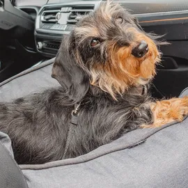 Nobby Hundebett Kadek 55 x 50 x 34 cm grau