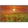 Papermoon Infrarotheizung Rotes Mohnfeld 350 W bunt