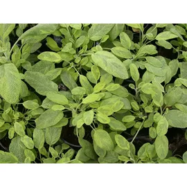 PlantaPro Salvia officinalis 'Icterina' 11 cm Topf – Winterhart, Mehrjährig, Pflegeleicht – Bunter Salbei – Küchenkraut für Kräutergarten & Balkon