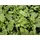 PlantaPro Salvia officinalis 'Icterina' 11 cm Topf – Winterhart, Mehrjährig, Pflegeleicht – Bunter Salbei – Küchenkraut für Kräutergarten & Balkon