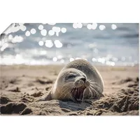 ARTland Artland, Bilder, Baby-Robbe am Strand von List, Sylt