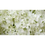 Pflanzen Hortensie 'Annabelle' 7,5 l Container