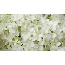 Pflanzen Hortensie 'Annabelle' 7,5 l Container