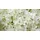 Pflanzen Hortensie 'Annabelle' 7,5 l Container