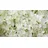 Pflanzen Hortensie 'Annabelle' 7,5 l Container
