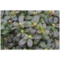 Pflanzen Für Dich Rhododendron hanceanum 'Shamrock', gelb, 25–30 cm