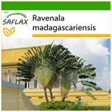 Saflax - Baum des Reisenden - 8 Samen - Mit keimfreiem Anzuchtsubstrat - Ravenala madagascariensis