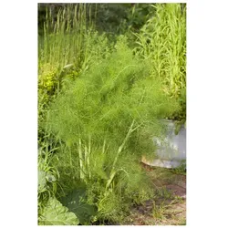 Foeniculum vulgare, Fenchel, aromatisch, ca. 9x9 cm Topf