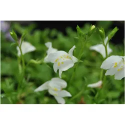 Mazus reptans 'Albus', Bodendecker, weiß, ca. 9x9 cm Topf