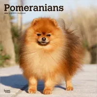 Browntrout Verlags GmbH Pomeranians - Spitz 2026 - 16-Monatskalender
