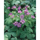 PlantaPro Geranium nodosum 9x9 cm Topf – Winterhart, Mehrjährig, Pflegeleicht – Knotiger Storchschnabel – Bodendecker für schattige Beete & Unterpflanzung