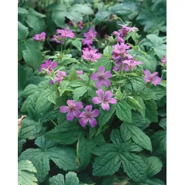 PlantaPro Geranium nodosum 9x9 cm Topf – Winterhart, Mehrjährig, Pflegeleicht – Knotiger Storchschnabel – Bodendecker für schattige Beete & Unterpflanzung