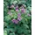 PlantaPro Geranium nodosum 9x9 cm Topf – Winterhart, Mehrjährig, Pflegeleicht – Knotiger Storchschnabel – Bodendecker für schattige Beete & Unterpflanzung