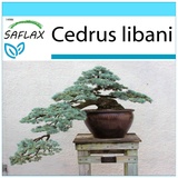 Saflax - - Bonsai - 20 Samen - Mit Geschenkbox, Versandaufkleber, Geschenkkarte und Anzuchtsubstrat