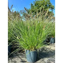 Pflanzen Für Dich Pflanze Pennisetum Alopecuroides Hameln