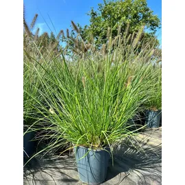 Pflanzen Für Dich Pflanze Pennisetum Alopecuroides Hameln