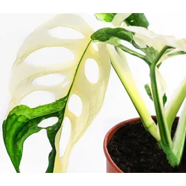 Dehner Fensterblatt, Monstera adansonii variegata, Grün, Weiß