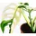 Dehner Fensterblatt, Monstera adansonii variegata, Grün, Weiß