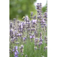 Pflanzen Für Dich Lavandula angustifolia Munstead 2L 45-