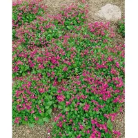 Pflanzen Für Dich Arabis caucasica Pinkie Gänsekresse, rosa, ca.