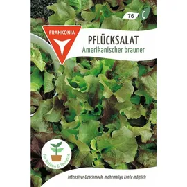 Frankonia Amerikanischer brauner, Pflücksalat,