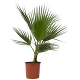 Plant in a Box - Mexikanische Fächerpalme - Washingtonia robusta - Höhe 70-90cm