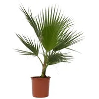 Plant in a Box - Mexikanische Fächerpalme - Washingtonia robusta - Höhe 70-90cm