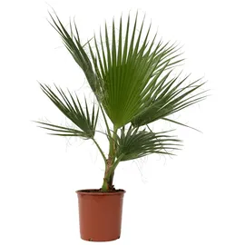 Plant in a Box - Mexikanische Fächerpalme - Washingtonia robusta - Höhe 70-90cm