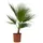 Plant in a Box - Mexikanische Fächerpalme - Washingtonia robusta - Höhe 70-90cm