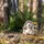 Steiff 074387 Soft Cuddly Friends Hedgy Igel grau meliert
