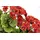MY HOME Kunstblume MY HOME "Geranie", rot, B:30cm H:36cm L:18cm, Obermaterial: 90% Polyester, 10% Kunststoff, Kunstpflanzen, Im Kasten