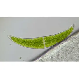 Bresser Researcher Trino 40-1000x