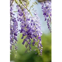 Pflanzen Für Dich Wisteria sinensis, Chinesischer Blauregen, 150–200 cm