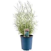 Pflanzen-für-dich.de Helichrysum italicum Tb 11