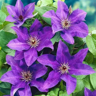 GardenersDream Clematis 'The President' - Kletterpflanzen Winterhart - Clematis Kletterpflanze Blau-Violett - Climatispflanze für Garten Pflanzen - Ranken Pflanzen Mehrjährig