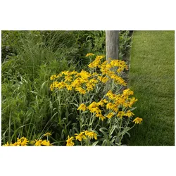 Helenium hoopesii, Sonnenbraut, leuchtend gelb, ca. 9x9 cm Topf