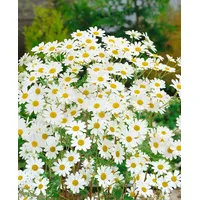 Pflanzen Für Dich Tanacetum niveum 'Jackpot', Silber-Garbe, weiß, ca.