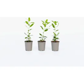 Plant in a Box - 6 Stk - Arbutus 'Unedo' - Höhe 25-40cm - Topf 9cm