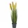 Europalms Federgras, rosé, 90cm