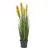 Europalms Federgras, rosé, 90cm