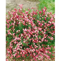 Pflanzen Für Dich Cytisus scoparius 'Eva', Besenginster, gelb, 60–80