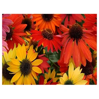 3 x Echinacea purpurea ‚Cheyenne Spirit' (Stauden/Staude/Mehrjährig/Winterhart) Bunter Purpursonnenhut Scheinsonnenhut - sehr Insekten- und Bienenfreundlich - Tolles Farbenspiel - von Stauden Gänge