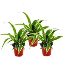 EXOTENHERZ Chlorophytum Mini, 3er Set, Grünlilie