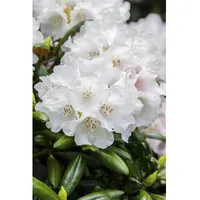 Pflanzen Für Dich Rhododendron Hybr. 'Helene Schiffner', weiß, 30–40