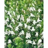 PlantaPro Lobelia siphilitica 'Alba' 9x9 cm Topf – Winterhart, Mehrjährig, Pflegeleicht – Weiße Lobelie – Staude für Beet & Teichrand